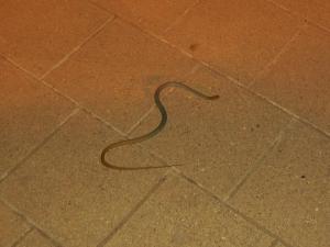 A snake that came into the bar one night