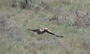Low flying Wedge Tailed Eagle