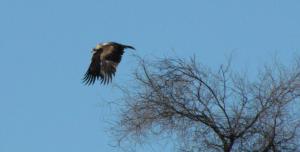 Got to love the Wedge Tailed Eagle