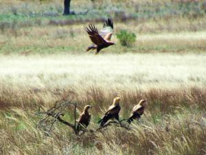 Some Wedge Tailed Eagles about 1 year old on Willow Springs Station