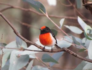 Red Capped Robin in the camp ground WPR