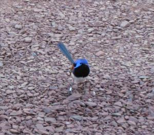 Variegated Fairy-wren with tagged leg