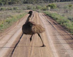Emu ( Big dum bush chook )
