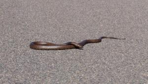 Brown Snake sun baking on the road to Blinmam 