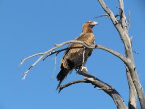 Wedge Tailed eagle on the way to Hawker