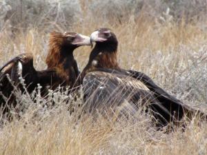 Wedge Tailed Eagles having some rabbit